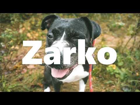 Zarko