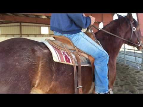 NNCC Saddle Horse Adoption Feb 2017 -- ODDIE #9708