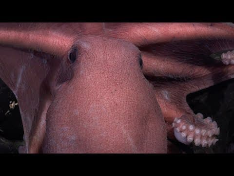 Future Dreams & Ocean Depths | Octopus Odyssey (too) Expedition - Week 2