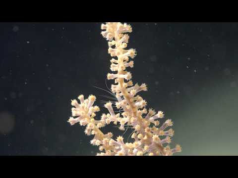 Exploring Unseen Depths of Antarctica | #AntarcticClimateConnections