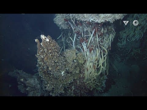 Explore a hydrothermal vent habitat