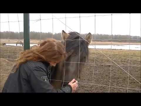 starving ponies, public outcry Oostvaardersplassen Flevoland, by Belinda Meuldijk