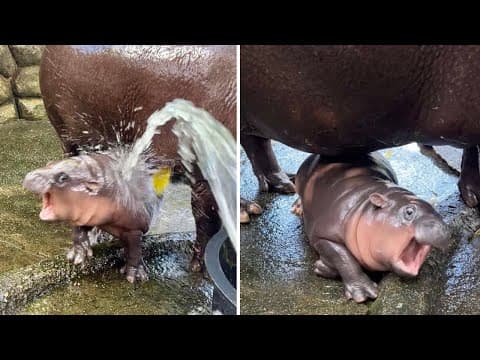 A Zoo In Thailand Has Welcomed A Baby Hippo Named "Bouncy Pork"