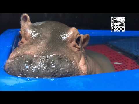 Baby Hippo Fiona's Special Moments: Never-before-seen Videos from Care Team - Cincinnati Zoo