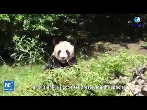 The returned pandas of Sichuan