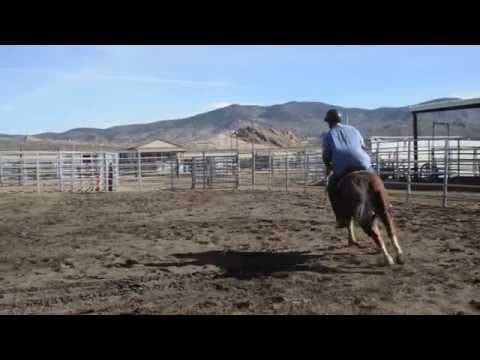 NNCC Horse Adoption Ranger - #6459 -