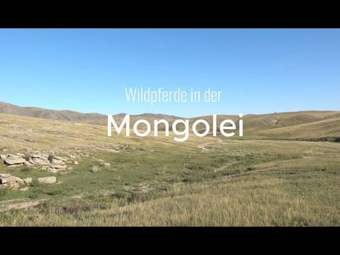 Wildpferde in der Mongolei (deutsche Version)