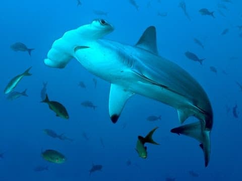 Save the Hammerhead Shark - Act NOW!