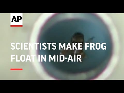News footage: scientists make a frog float in mid-air