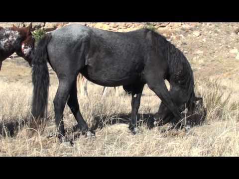 Imagine A Place | Prairie Lark Sponsor Mustang