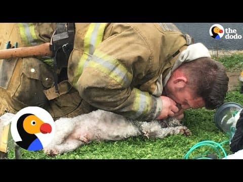 Firefighter Revives Dog