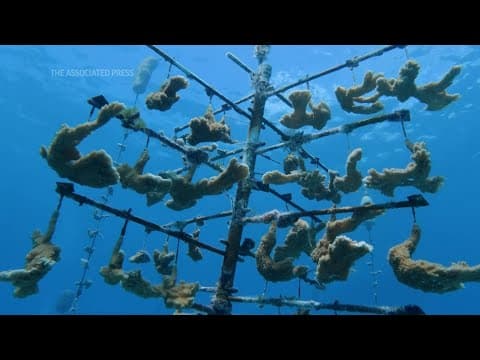 The Florida coral rescue