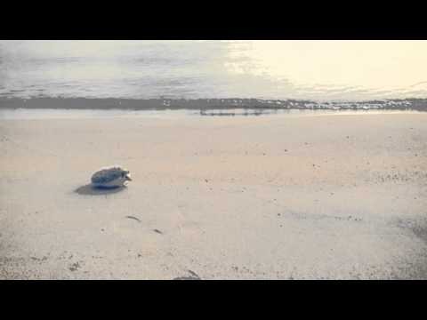 Hedgehog Marutaro Playing On The Beach