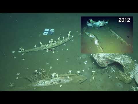 Revisiting a Whale Fall on Clayoquot Slope | Nautilus Live