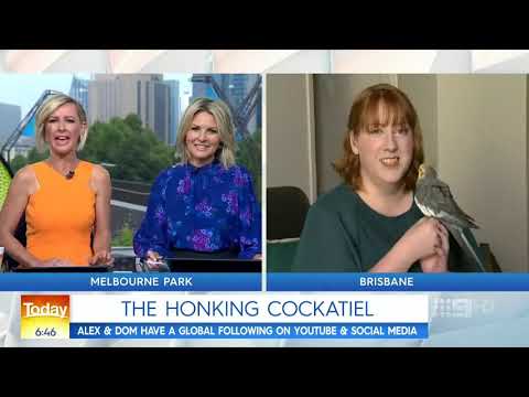 Alex the Honking Bird on The Today Show!