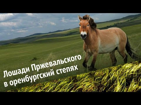 Лошади Пржевальского в оренбургских степях