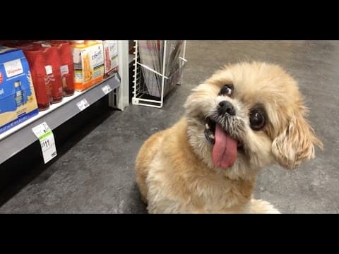Marnie the Dog -- Duane Reade Adventure