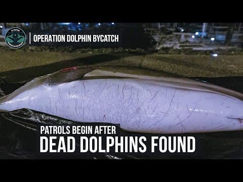 Dead Dolphins on the French Coast: Sea Shepherd France Begins Patrols