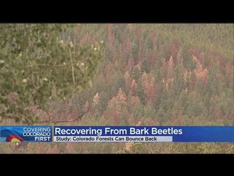 The mountain pine beetle epidemic