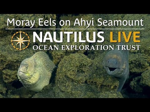 R(eel)y Photogenic Moray Pair on Ahyi Seamount | Nautilus Live