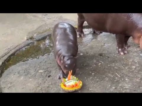 Moo Deng the baby hippo predicts Donald Trump will win US election