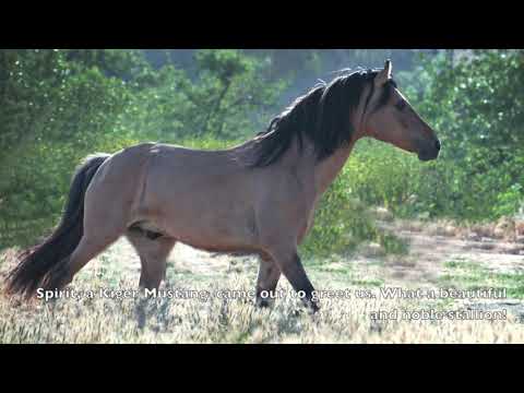 Return To Freedom American Wild Horse Sanctuary Opening Day May 2013
