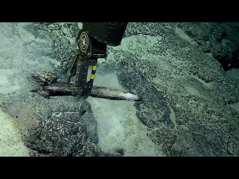 FOUR Fabulous Fossilized Whale Jaws! | Nautilus Live