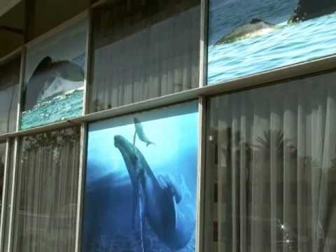 Video Blogs from the International Whaling Commission 2010 Meetings in Agadir, Morocco