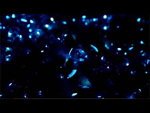 Firefly Squid: A Light in the Deep | Forces of Nature | BBC Earth Science