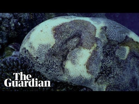 The 2024 global bleaching event