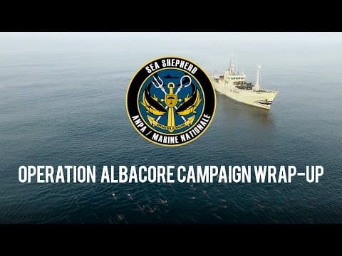 Operation Albacore: Campaign Wrap