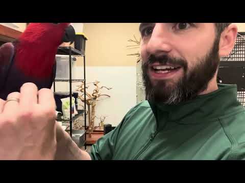 Learn About the female Solomon Islands Eclectus!