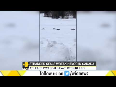 Canadian town suffers seal invasion