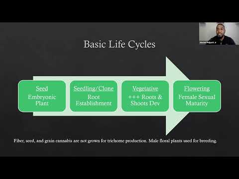 Cannabis glandular trichomes and harvest timing