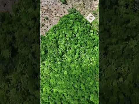 Illegal logging
