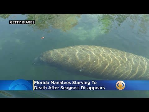 The manatee starvation crisis