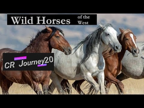 Wild Horses of Nevada- along the journey we stop to watch Wild Horses