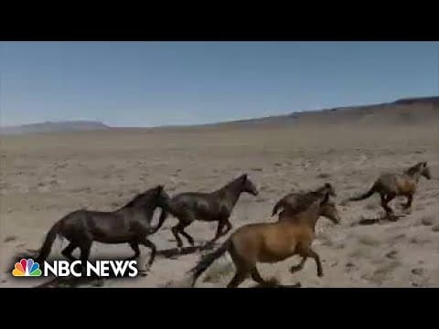 Wild horse management costs taxpayers millions, impacting land and businesses