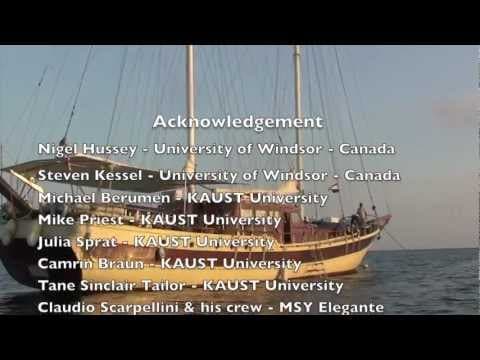Expedition in Sudan - February 2013 - Cousteau Shark and Ray Project