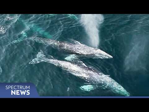 The gray whale die-off