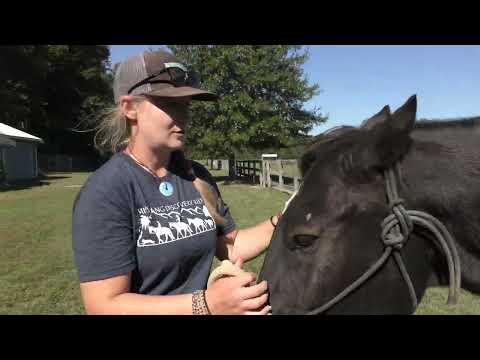 A Mustang Story Short: Explaining A BLM Brand