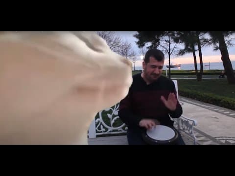 Cat Vibing to Ievan Polkka (Official Video)