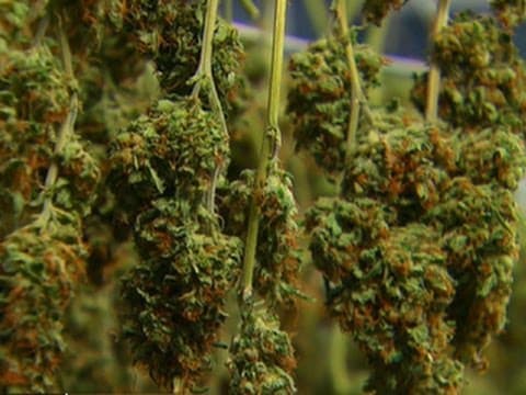 Colorado Prepares for Legal Pot Starting January 1