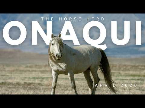 Utah Wild Horses, known as the Unaqui Horse Herd.