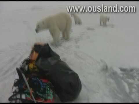 Borge Ousland encounters polar bears