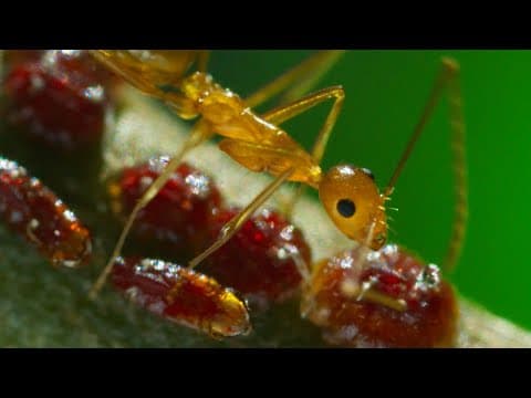 The invasive ant plagues