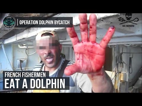 French Fishermen Eat a Dolphin