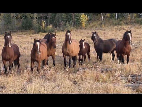 Anger over Alberta government's plan to address wild horses