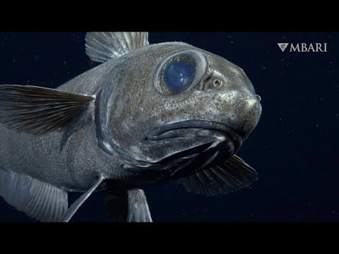Take a meditative moment and gaze into the eyes of the deep-sea rattail fish