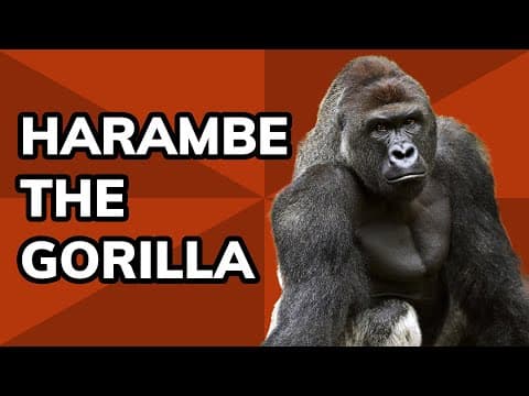 The Story of Harambe: How the Gorilla Became an Iconic Meme | Meme History